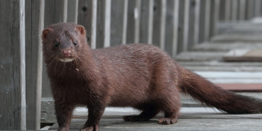Πολωνία: Εντοπίστηκε σε εκτροφείο βιζόν στέλεχος του Covid που μπορεί να μεταδοθεί σε ανθρώπους