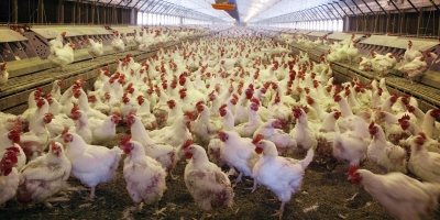 Ηνωμένο Βασίλειο: Συναγερμός για τον εντοπισμό πολύ σπάνιου κρούσματος της γρίπης των πτηνών