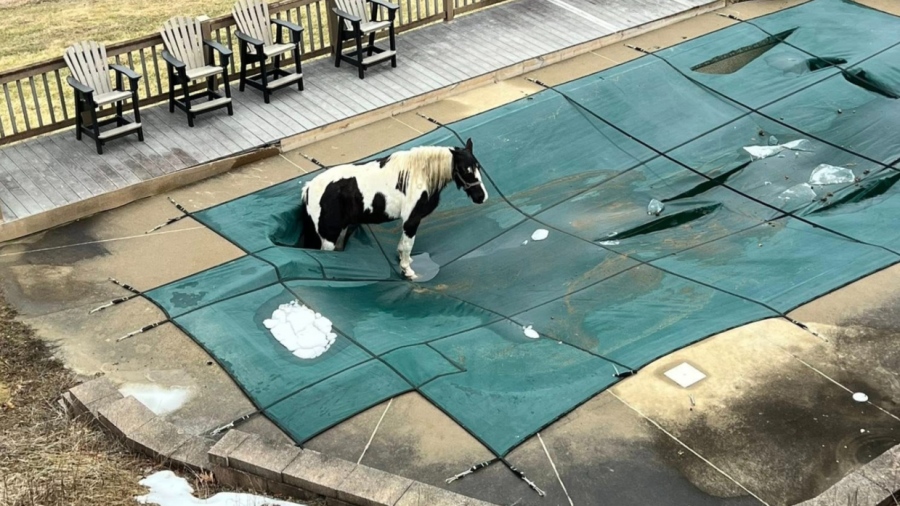 Άλογο κόντεψε να πνιγεί σε παγωμένη πισίνα - Αγωνιώδης επιχείρηση διάσωσης (vid)