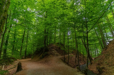 Ο πλανήτης έχει περισσότερα δέντρα από το 1990, χάρη στην Κίνα και την Ινδία
