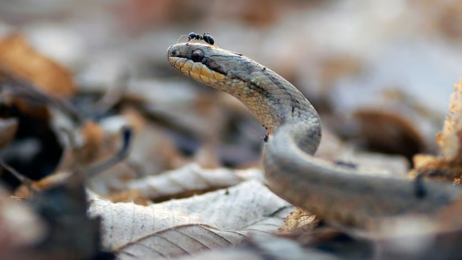 Φίδια - δολοφόνοι: Δηλητήριο όχι μόνο από τα δόντια αλλά και από… την ουρά