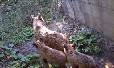 Η COSMOTE συμμετέχει στο ευρωπαϊκό περιβαλλοντικό έργο LIFE SAFE-CROSSING