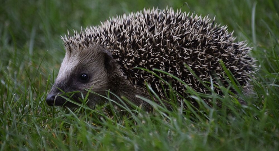 Συναγερμός για τους σκαντζόχοιρους - Φορείς νέων στελεχών κορωνοϊού δείχνει βρετανική έρευνα