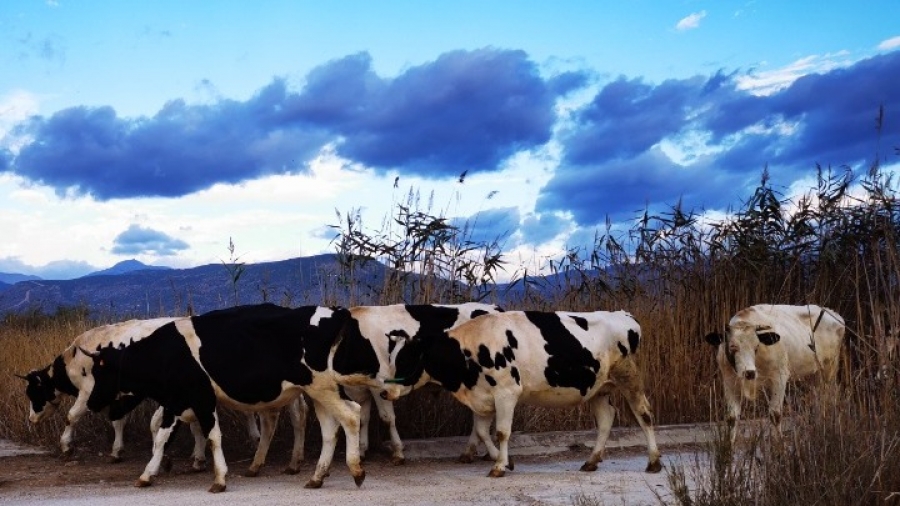 Καναδάς: Με σύμμαχο τη γραφειοκρατία, είκοσι αγελάδες «δραπέτευσαν» και τριγυρίζουν ελεύθερες στο Κεμπέκ