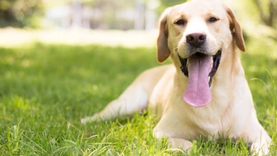 Με ανάλυση DNA θα εντοπίζονται οι Ιταλοί ιδιοκτήτες που αφήνουν τα περιττώματα των σκύλων τους στον δρόμο - Πρόστιμο έως 1.048 ευρώ