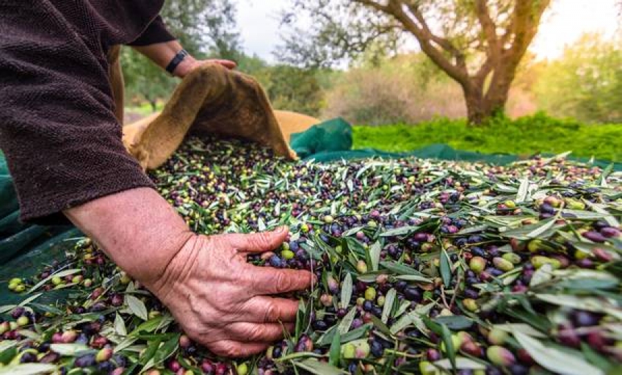 Ενισχύσεις αγροτικού τομέα ύψους 31 εκατ. ευρώ