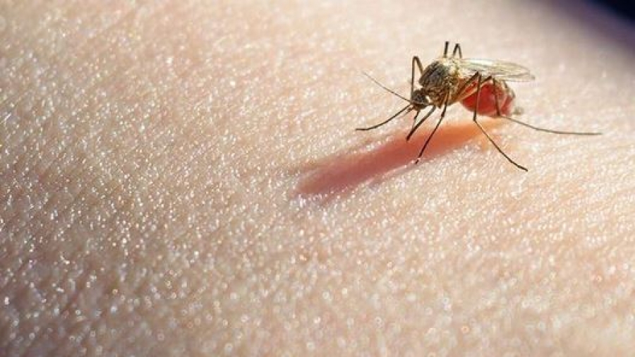 ΕΟΔΥ: Στα 13 τα περιστατικά λοίμωξης από ιό Δυτικού Νείλου στην Ελλάδα - Συστάσεις για ατομικά μέτρα προστασίας