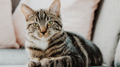 Ένα ανεξήγητο μυστήριο - Γάτα εξαφανίζεται στην Ισπανία και επιστρέφει μόνη της στους ιδιοκτήτες της στη Γαλλία