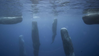 Ο μεγαλύτερος σαρκοφάγος κυνηγός στην ιστορία του πλανήτη ζυγίζει 80 τόνους, σκοτώνει με την... ουρά και κοιμάται όρθιος!