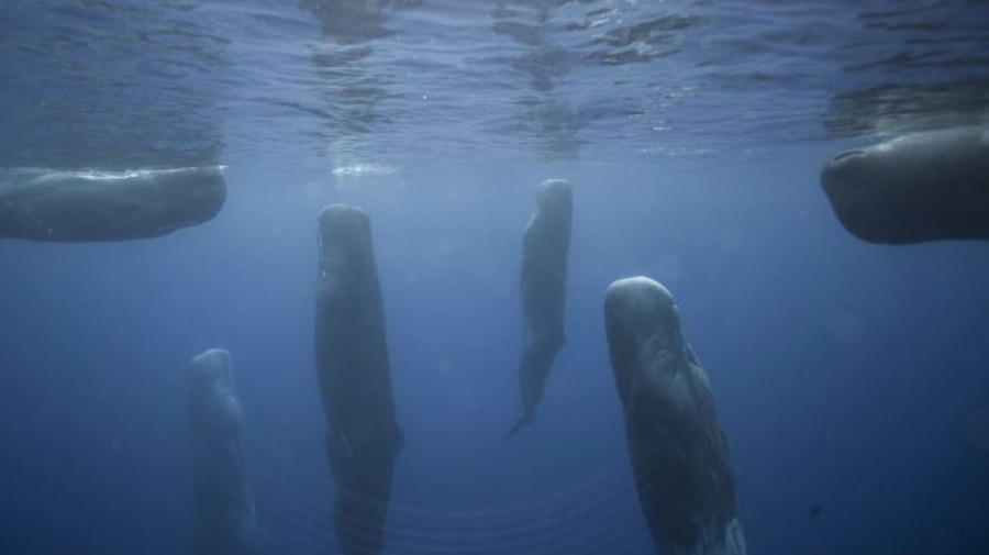Ο μεγαλύτερος σαρκοφάγος κυνηγός στην ιστορία του πλανήτη ζυγίζει 80 τόνους, σκοτώνει με την... ουρά και κοιμάται όρθιος!