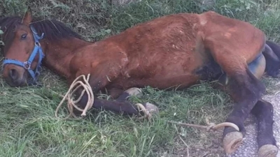 Σοκαριστικές εικόνες στη Τζια: Άλογο παστουρωμένο κρεμόταν σε πλαγιά λόγω εξάντλησης