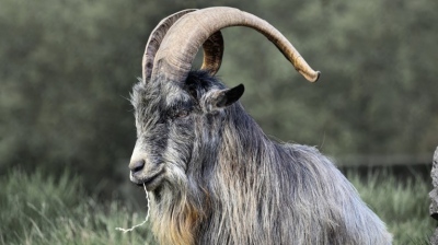 Λαμία: Πέθανε ηλικιωμένη από λοίμωξη στρεπτόκοκκου - Την είχε χτυπήσει... τράγος μία εβδομάδα πριν