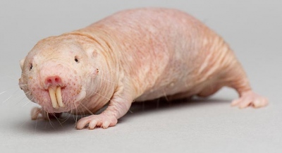 Το μυστικό της μακροζωίας κρύβουν οι γυμνοί τυφλοπόντικες; - Το ισχυρό γενετικό «όπλο» που διορθώνει τις βλάβες του DNA