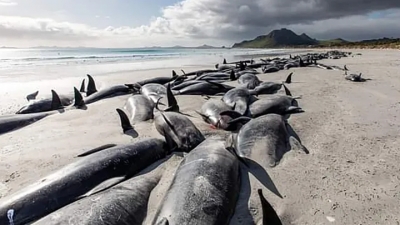 Νέα Ζηλανδία: Περιβαλλοντική τραγωδία με 500 φάλαινες νεκρές