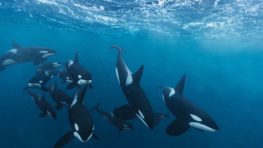 Οι επιστήμονες προειδοποιούν: Οι ωκεανοί πεθαίνουν - Η εξαφάνιση μιας όρκας μπορεί να διαλύσει ολόκληρα οικοσυστήματα