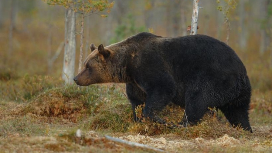Ξεναγός σώζει τουρίστες από αρκούδα χρησιμοποιώντας ένα κουβά και πέτρες (vid)