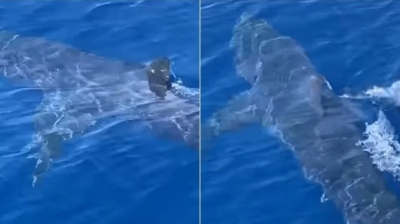 Ζάκυνθος: Καρχαρίας δίπλα σε σκάφος, δύο μίλια από το λιμάνι