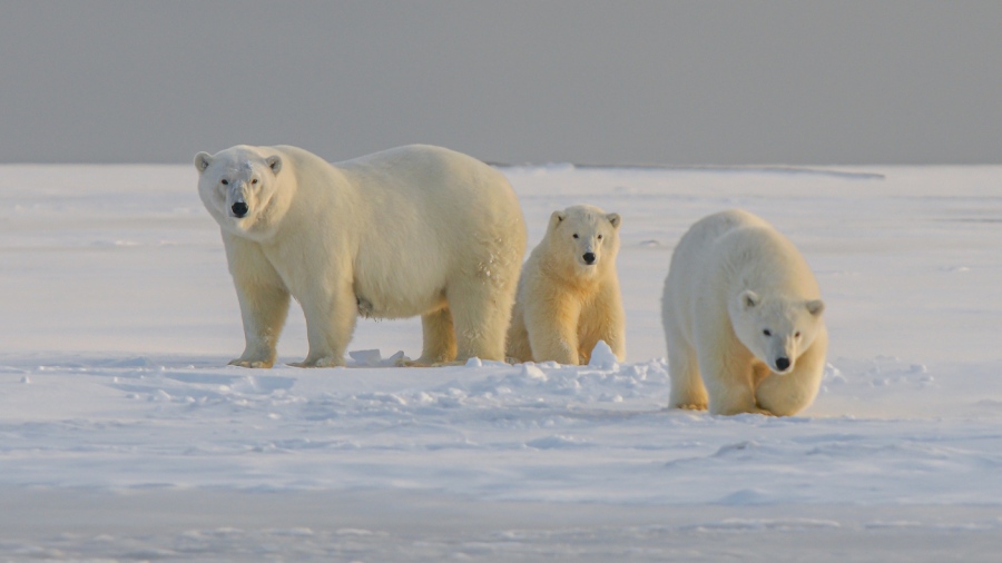 Συναγερμός στους επιστήμονες - Η υπερθέρμανση της Αρκτικής αλλάζει το DNA των πολικών αρκούδων