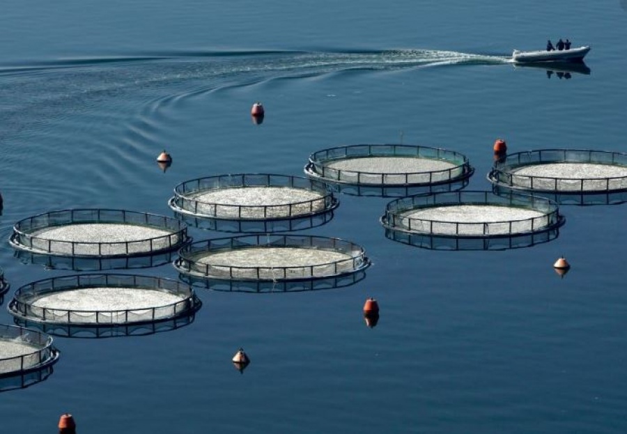 Νέες προοπτικές για την ελληνική υδατοκαλλιέργεια