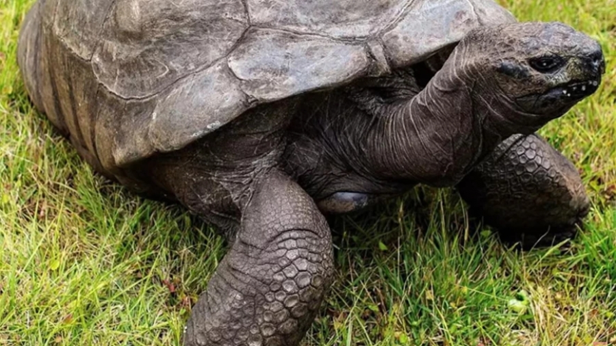 H χελώνα, Τζόναθαν έκλεισε τα 190 έτη και οι κάτοικοι της Αγίας Ελένης οργανώνουν τριήμερο γλέντι