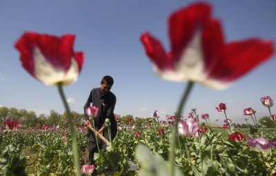 Ταλιμπάν κατά παπαρούνας: Απαγορεύουν την καλλιέργεια σε όλο το Αφγανιστάν - Σκληρές τιμωρίες βάσει Σαρίας για τους παραβάτες