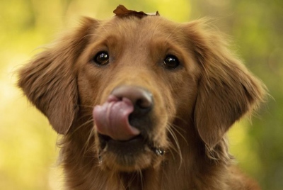 Τα σκυλιά το κάνουν αυτό όταν φοβούνται: Οι κτηνίατροι ανακάλυψαν τη μυστική γλώσσα των ζώων