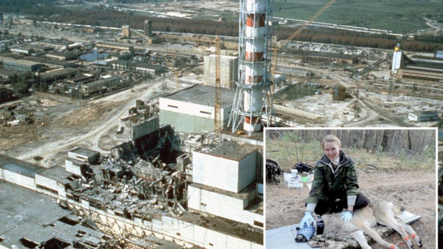 Σπάνια υπερδύναμη: Οι μεταλλαγμένοι λύκοι που εκτέθηκαν στο Τσερνόμπιλ ανέπτυξαν ανθεκτικότητα απέναντι στον καρκίνο