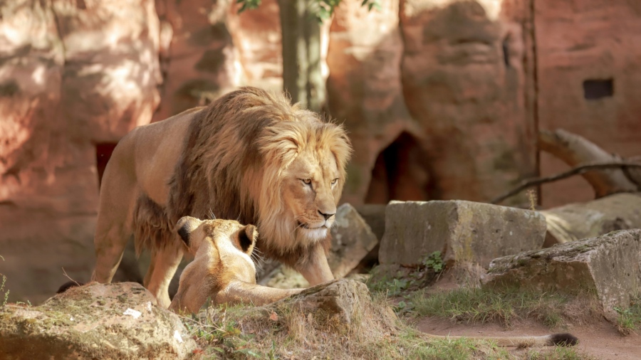 Ζωολογικός κήπος ζητά κατοικίδια... για να ταΐσει σαρκοφάγα ζώα