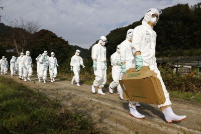 Καμπανάκι από την Ιαπωνία: Ξέσπασμα γρίπης των πτηνών - Θανάτωση 143.000 κοτόπουλων