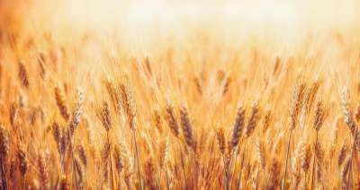 Σύντομα στη Ρωσία «απελευθερωμένο σιτάρι» από το Luhansk της Ουκρανίας