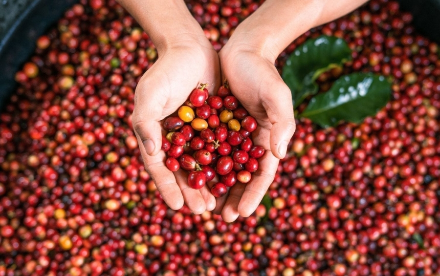 Έκρηξη τιμών και στον καφέ - Ο παγετός της Βραζιλίας οδηγεί την τιμή σε υψηλά δεκαετίας