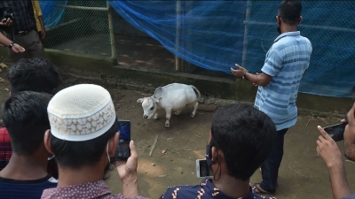 Για το βιβλίο ρεκόρ Guiness είναι η αγελάδα - νάνος, μήκους 66 εκατοστών από το Μπαγκλαντές