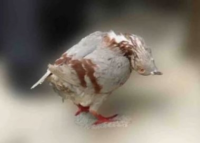 Έντονη ανησυχία στη Βρετανία: Εξαιρετικά μεταδοτικός ιός μετατρέπει τα περιστέρια σε... ζόμπι