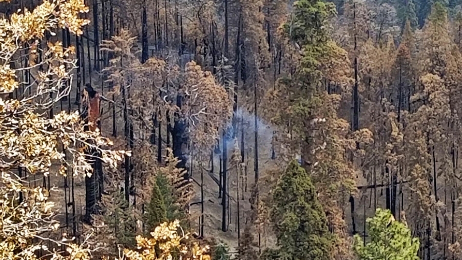 Τεράστιο δέντρο καίγεται από το καλοκαίρι του 2020 στην Καλιφόρνια