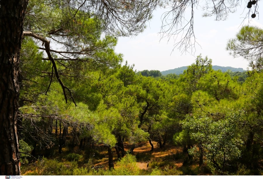 Συνέβη και αυτό στην Ελλάδα: Έβαλαν πωλητήριο σε δάσος στην Αργολίδα και ζητάνε 100 εκατ. ευρώ
