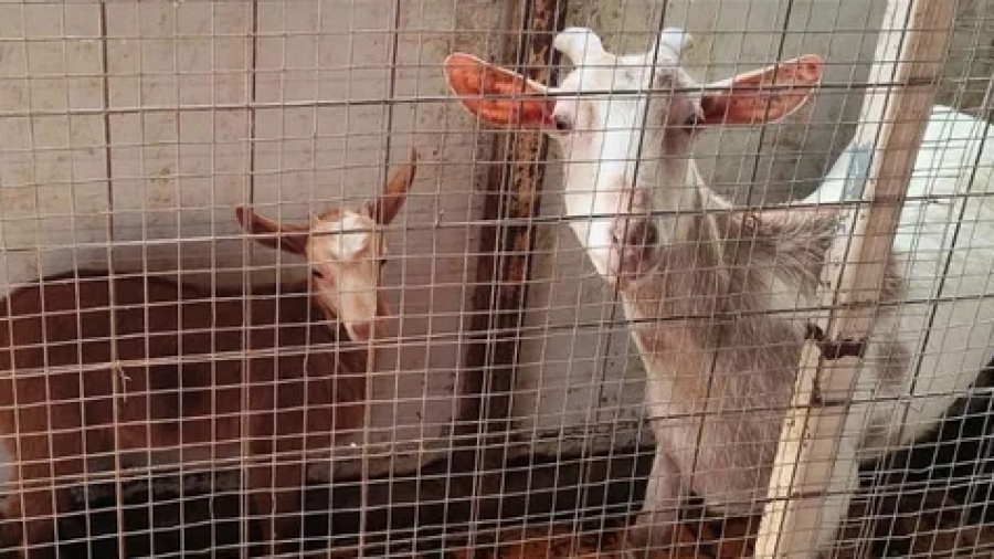 Αποκάλυψη: Αρχιτέκτονας, CEO εταιρείας ο 55χρονος που είχε στήσει το μαντρί με κατσίκες, πάπιες σε ταράτσα στους Αμπελόκηπους