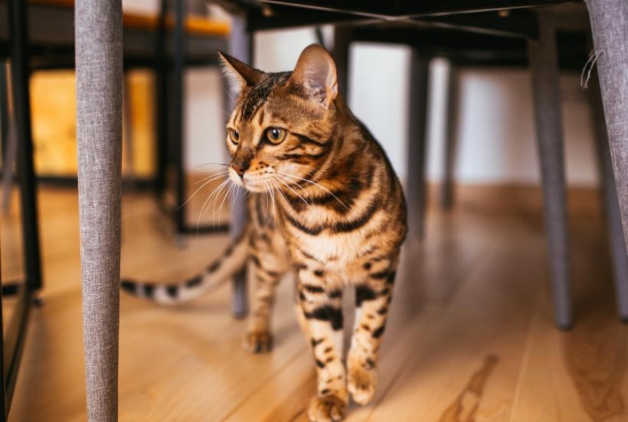 Το μυστήριο των οικόσιτων γατών λύθηκε: Αρχαίο DNA αποκάλυψε την απίστευτη προέλευσή τους