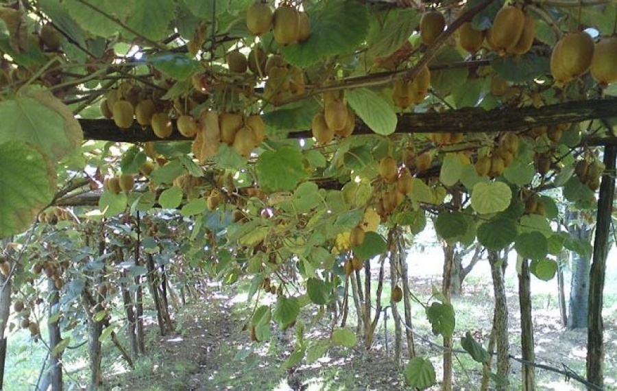 Άνοιξε η αγορά της Αργεντινής για το ελληνικό ακτινίδιο