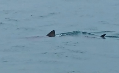 Kαρχαρίας βγήκε για χαλαρή βόλτα... στο Λουτράκι