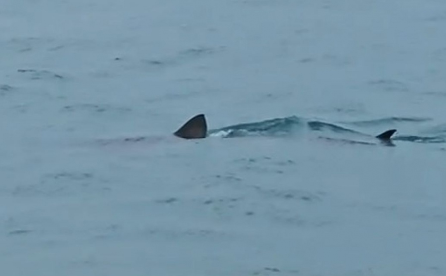 Kαρχαρίας βγήκε για χαλαρή βόλτα... στο Λουτράκι