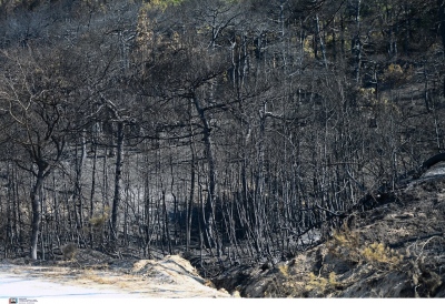 Δραματική αποτίμηση της φωτιάς που κατέκαψε τον Έβρο - Στάχτη έγινε το 57,7% του Εθνικού Πάρκου της Δαδιάς