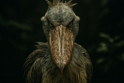 Το φάντασμα των βάλτων  - Το τρομερό πουλί που τρώει φίδια και κροκόδειλους