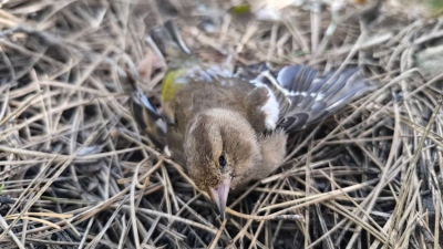 Περιβαλλοντικό έγκλημα στον Γράμμο - Εντοπίστηκαν νεκρά ζώα και 157 φόλες