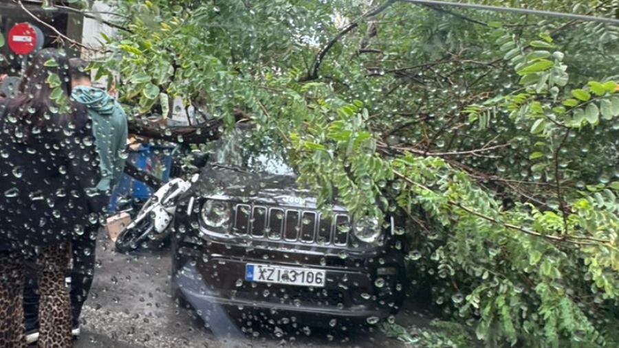 Μετά τους φοίνικες... Τι θα γίνει με τα δέντρα της Αθήνας; Ένα ακόμη καταπλάκωσε άνδρα στην Μπενάκη (Αποκλειστικές φωτο)