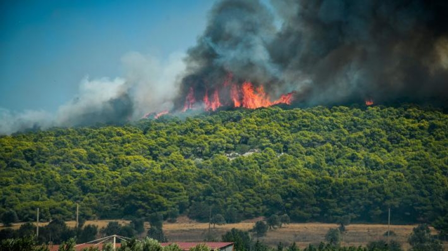 Φωτιά σε δασική έκταση στην Αμαλιάδα - Επιχειρούν 18 πυροσβέστες με 8 οχήματα