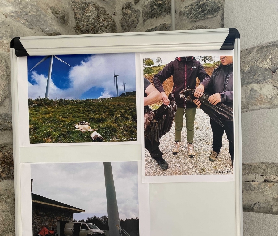 Είναι δυνατή η συνύπαρξη πτηνών και αιολικών σταθμών;