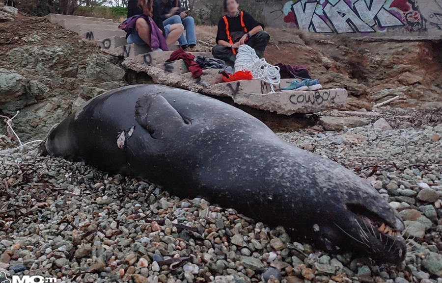 Ανάβυσσος: Ξεβράστηκε νεκρή μεσογειακή φώκια - Είχε πυροβοληθεί