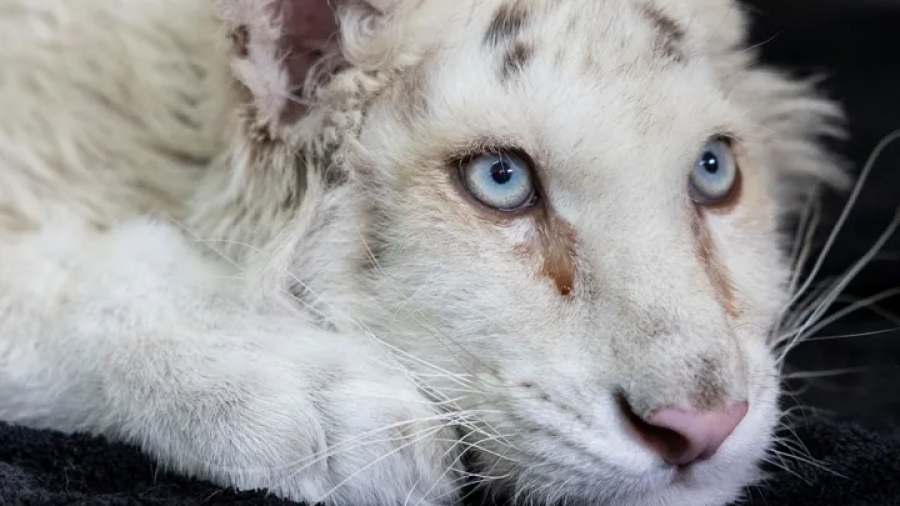 Θλίψη για το λευκό τιγράκι στο Αττικό Πάρκο: Ευθανασία προτείνουν οι κτηνίατροι - «Κάθε ανάσα της είναι ένας αφόρητος πόνος»