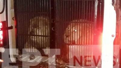 Την Αλβανία και όχι τη Μύκονο είχαν τελικά προορισμό τα λιοντάρια και η τίγρης - Η εξήγηση