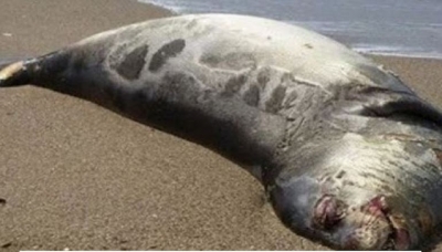 Μυστήριο με 2500 φώκιες που βρέθηκαν νεκρές στην Κασπία Θάλασσα
